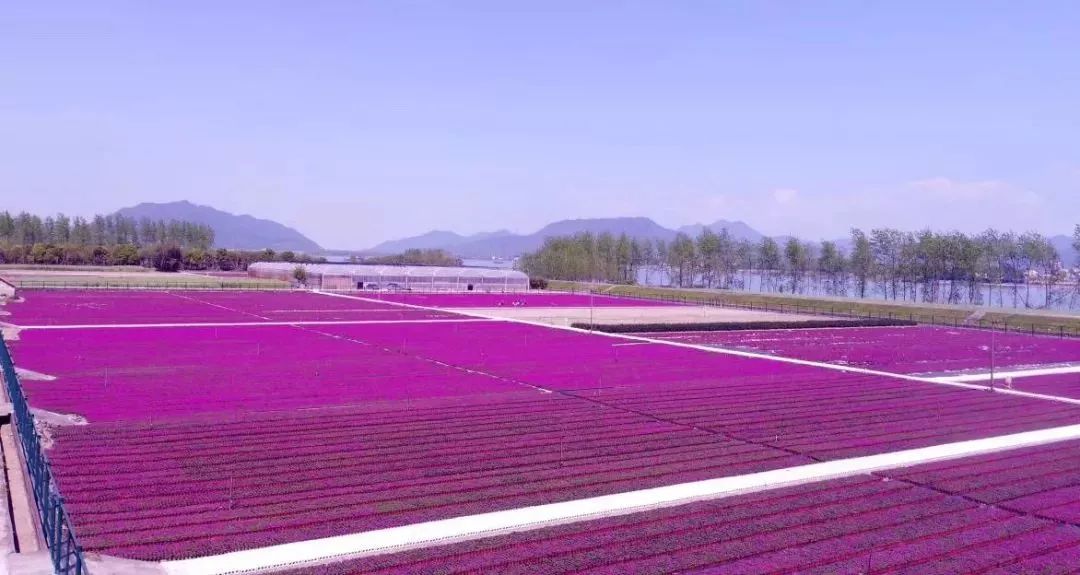 丝巾准备好了吗？杭州残暴的花海等你们摆起五星