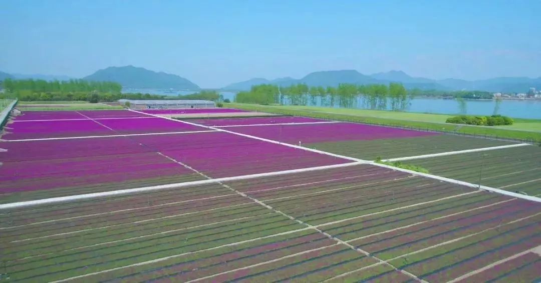 丝巾准备好了吗？杭州残暴的花海等你们摆起五星