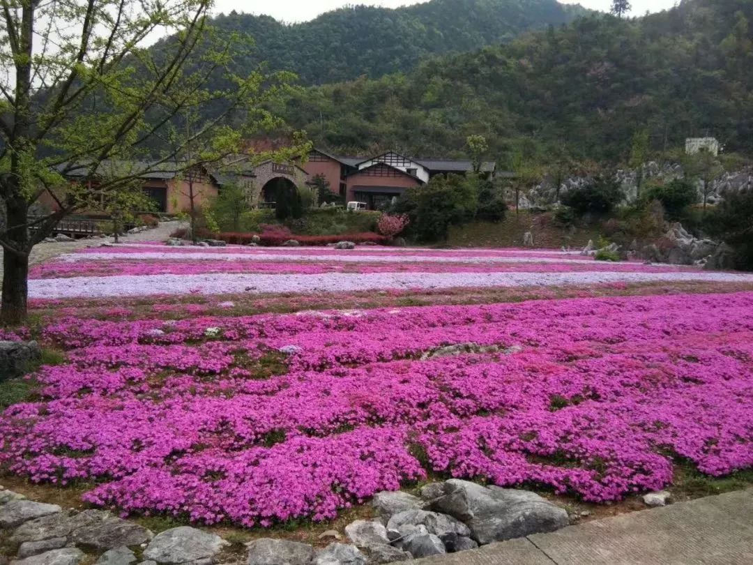 丝巾准备好了吗？杭州残暴的花海等你们摆起五星