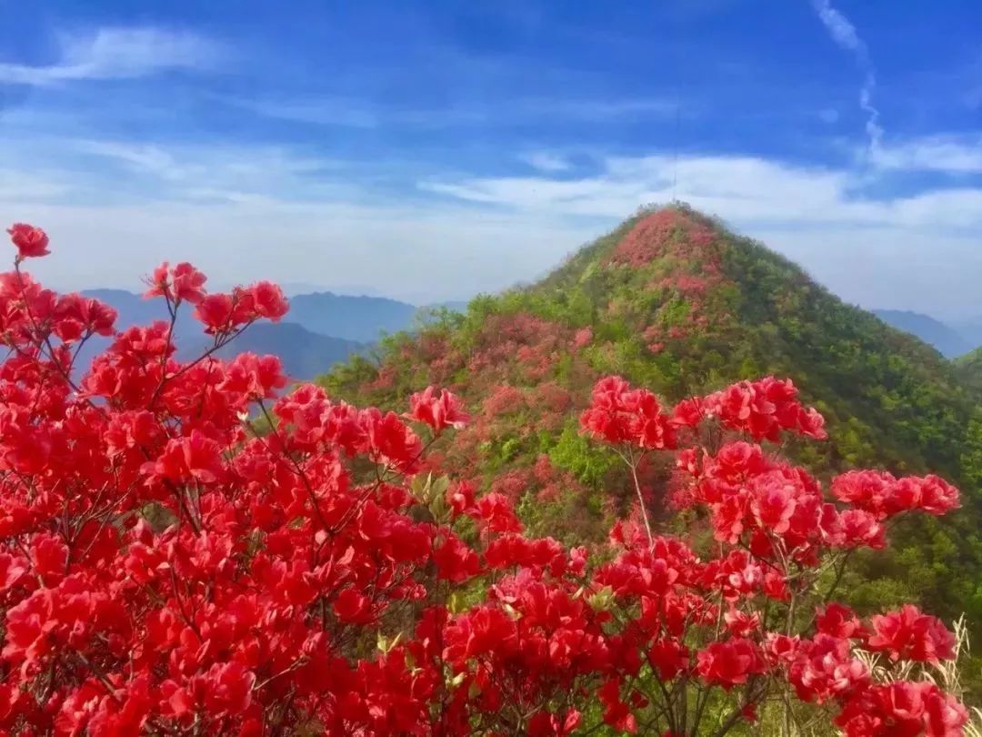 丝巾准备好了吗？杭州残暴的花海等你们摆起五星