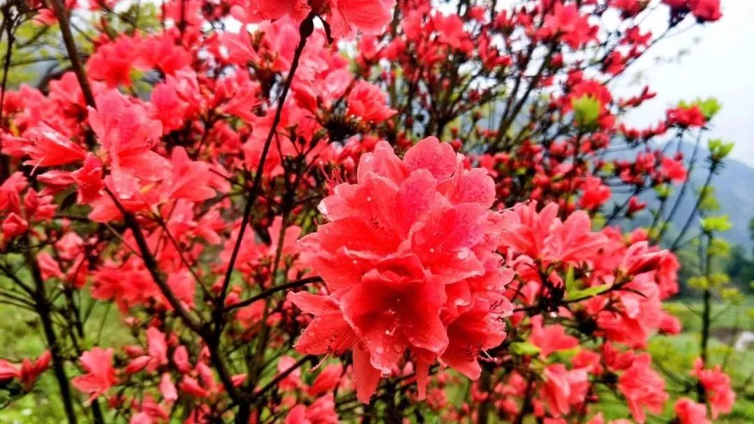 丝巾准备好了吗？杭州残暴的花海等你们摆起五星