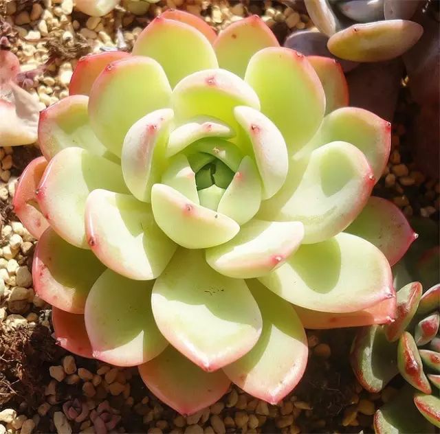 刚种上的多肉开始蔫了怎么回事,还没长好根的多肉怎么度夏