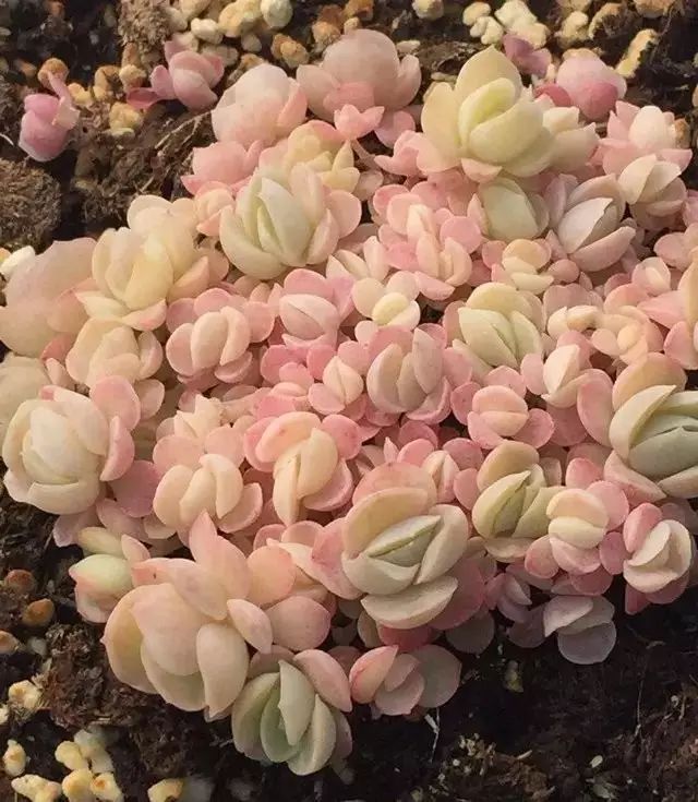 刚种上的多肉开始蔫了怎么回事,还没长好根的多肉怎么度夏