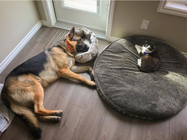 狗狗震惊且害怕,震惊狗狗的行为