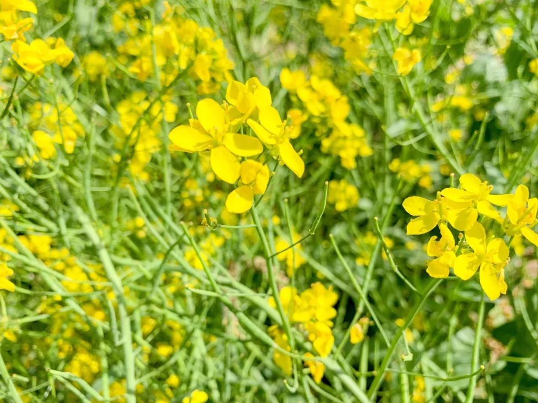 鑱婂煄濮滃牑涔愬洯妯辫姳,鑱婂煄濮滃牑妯辫姳涔愬洯