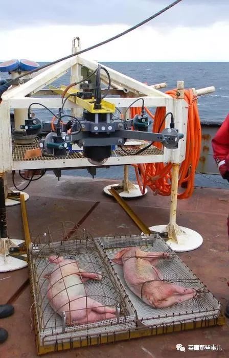 海滩接连出现21只断脚，还都穿着运动鞋？其中玄机也是万万没想到