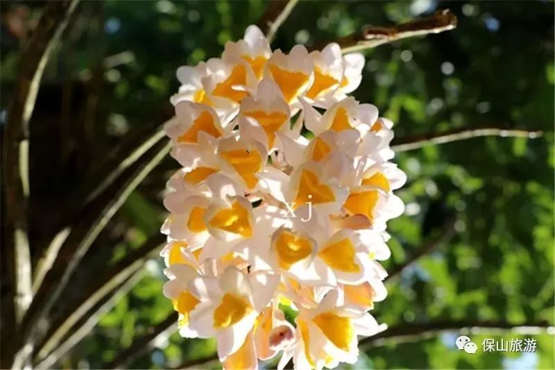 石斛花开等你来,石斛花开惊艳了时光