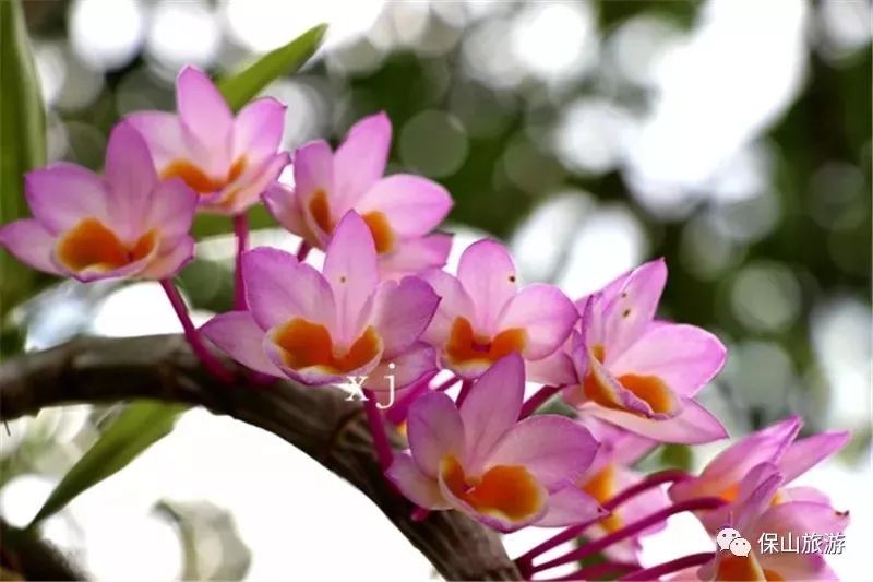 石斛花开等你来,石斛花开惊艳了时光