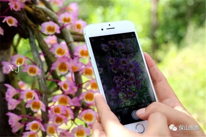 石斛花开等你来,石斛花开惊艳了时光