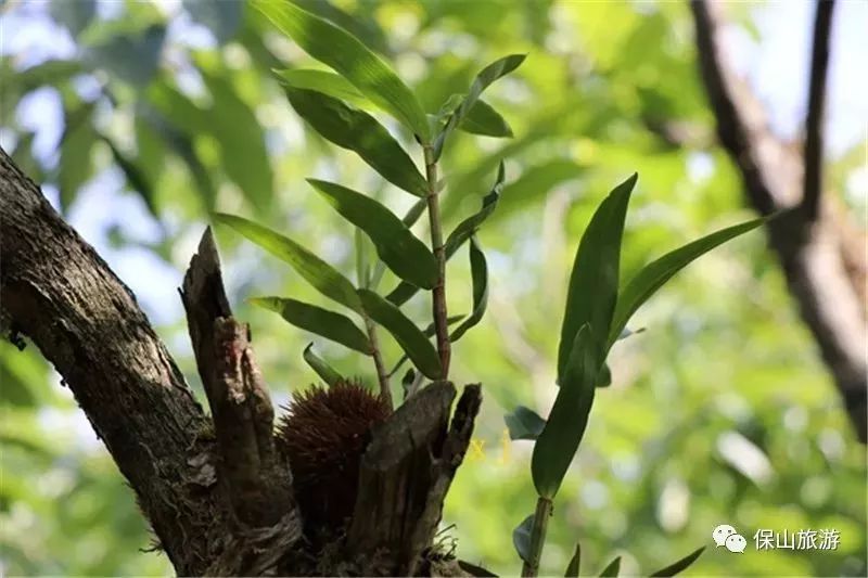 石斛花开等你来,石斛花开惊艳了时光