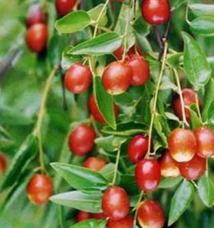 黄李强段淑敏：枣想告诉你|红枣期货上市必知小知识！