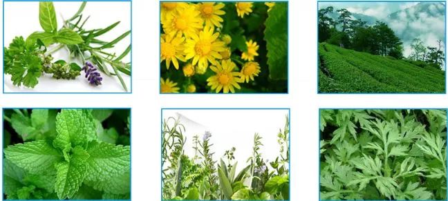 泰国驱蚊子膏,泰国蚊子驱蚊神器