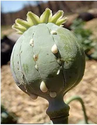 药毒种类有哪几种,十大毒物质排行榜