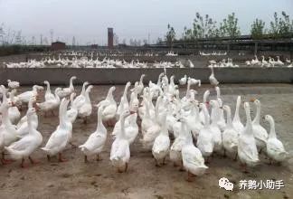 养鹅防疫的正确方法,养鹅在鹅病发生时如何用药