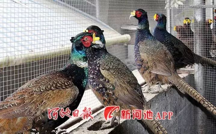 快来打call！柳州螺蛳粉”、“南宁香蕉”等9个广西特产上榜了，受国家保护