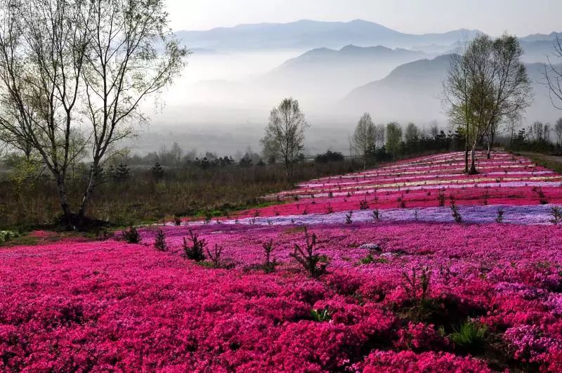 西安旅游景区直通车推出春节优惠,西安免费景点直通车