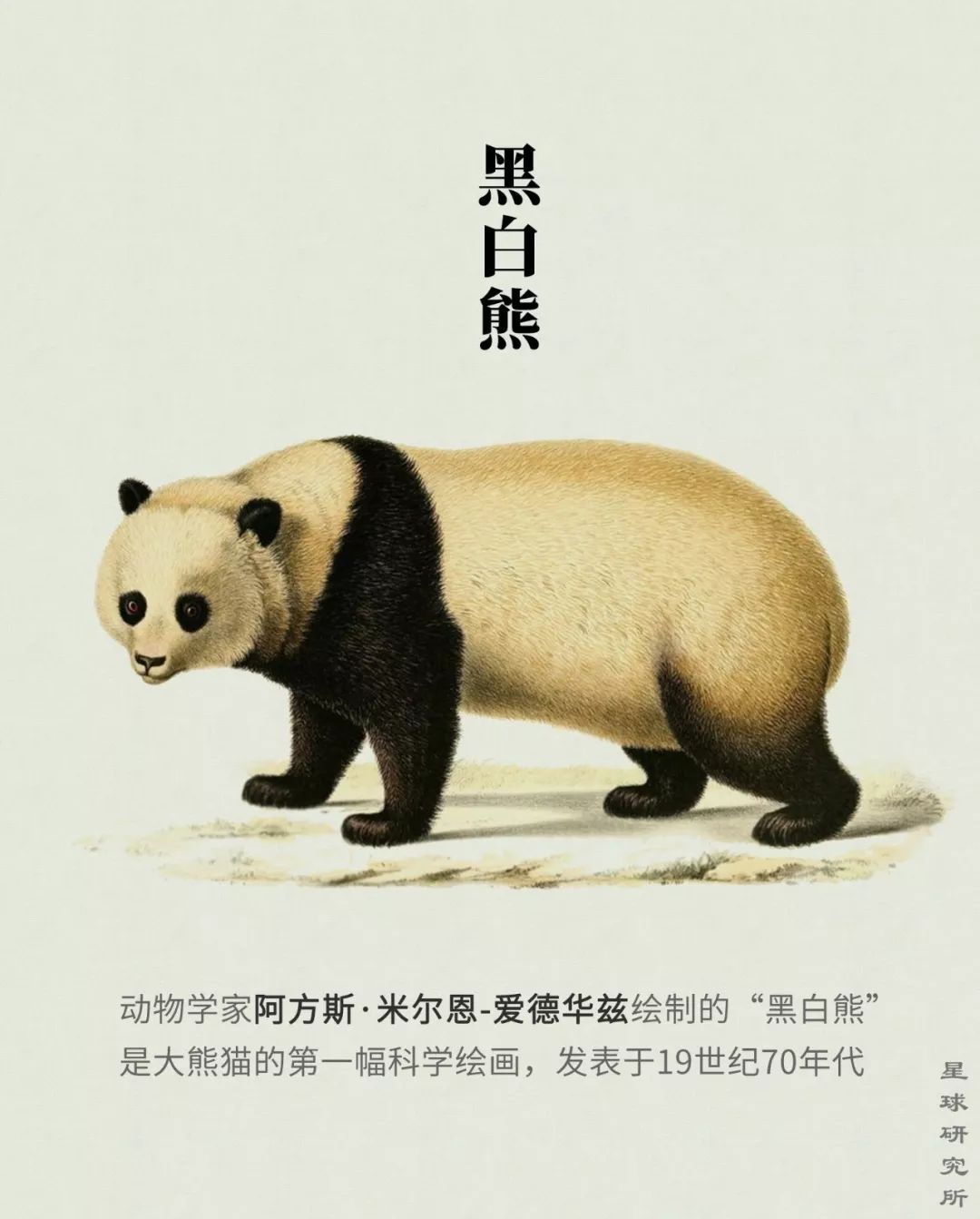 熊猫萌,熊猫萌啦