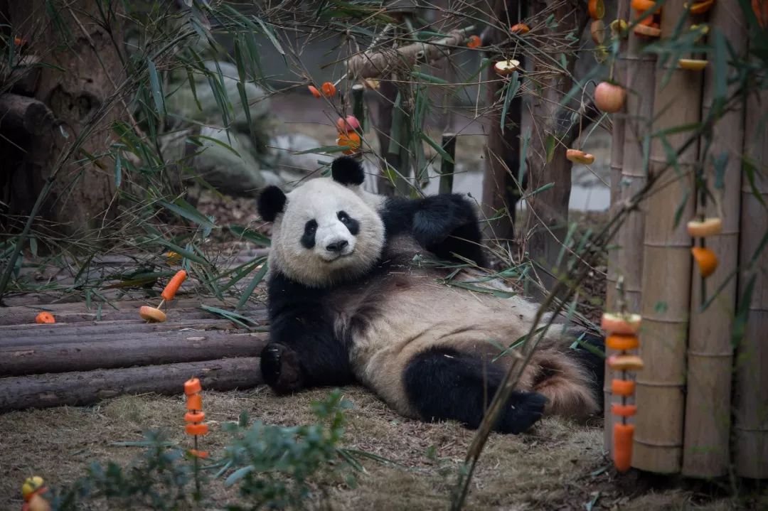 熊猫萌,熊猫萌啦