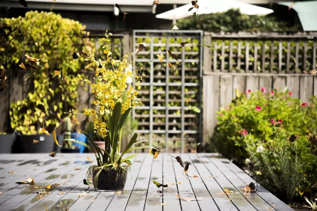 花电脑壁纸高清唯美,电脑壁纸超清唯美中国风