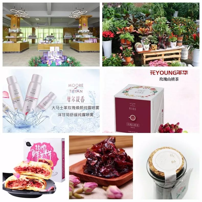 月季玫瑰花海门票免费送,五一花海门票免费送