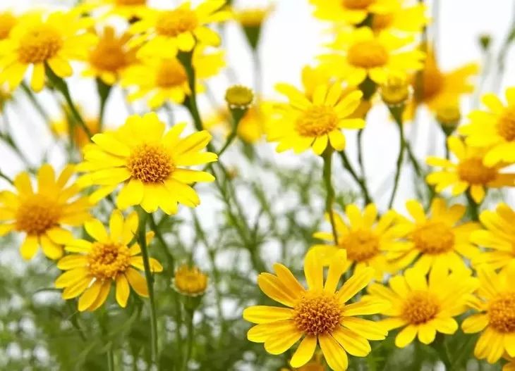 德国变态震动棒，啪啪啪间抚平眼袋、黑眼圈！不用开刀，就能让你年轻十岁！