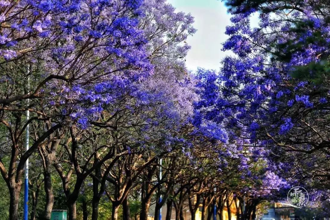 过节！以蓝花楹的名义