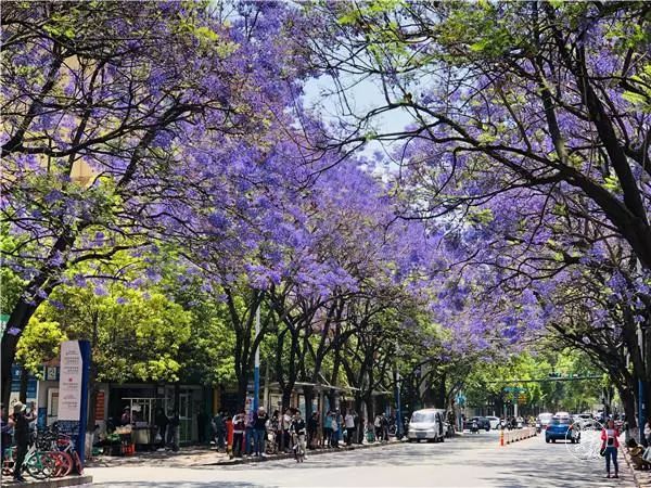 过节！以蓝花楹的名义