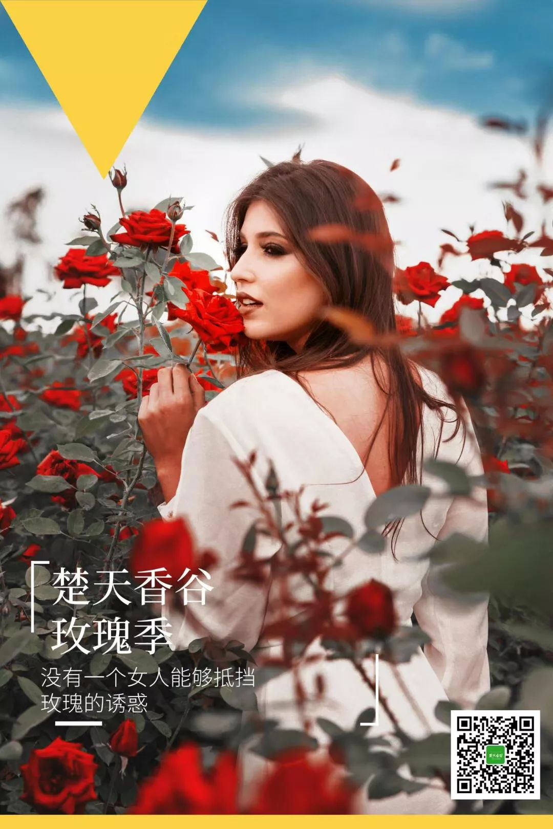 月季玫瑰花海门票免费送,五一花海门票免费送