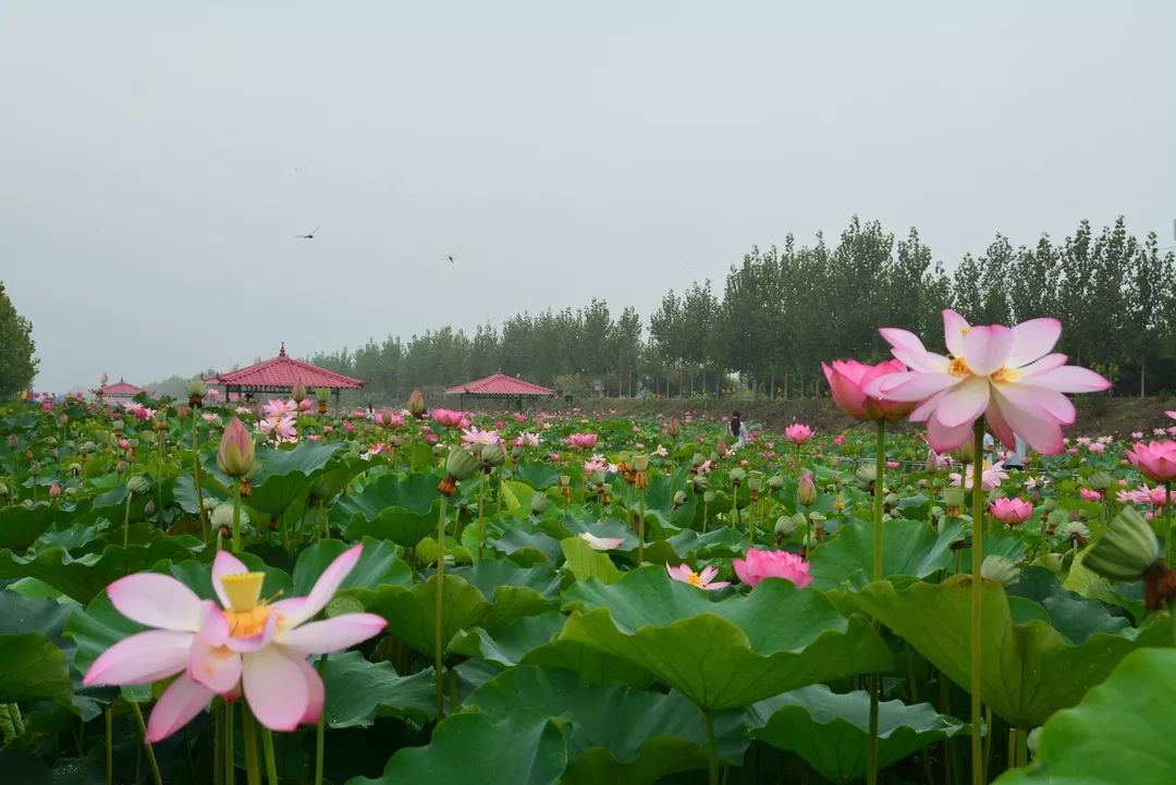 美景美食赏心悦目,美景美食美好心情