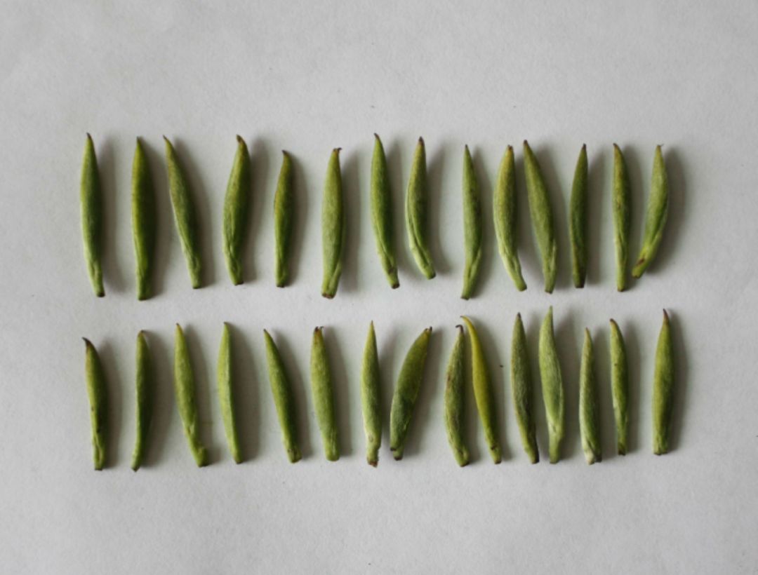 最好的蒙顶山黄芽,蜜香蒙顶山黄芽