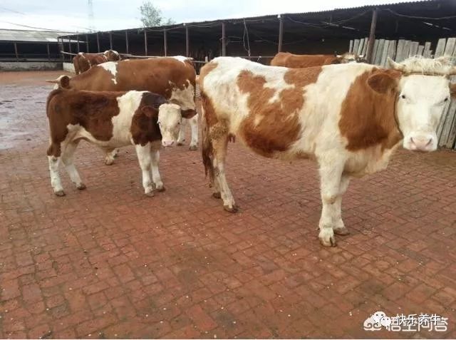 母牛脱肛能恢复吗,母牛脱宫的最佳治疗方法