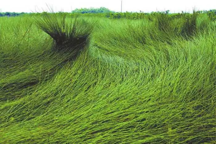 夏季用的凉草席,夏天用的冰丝席子