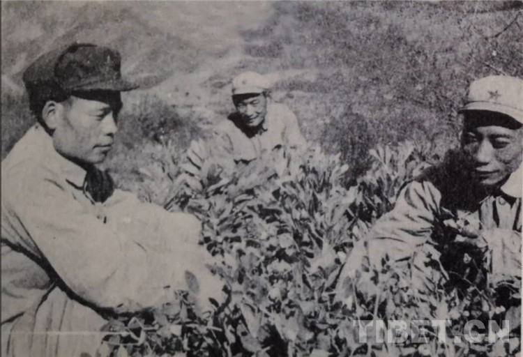 38军22团的老照片,老照片回忆148师炮兵团战友合影