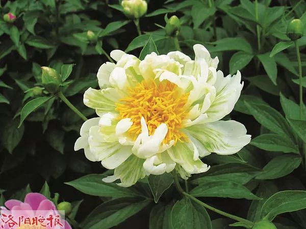 惊艳！300000朵芍药花海美成仙境！洛阳这个地方，现在去刚刚好！