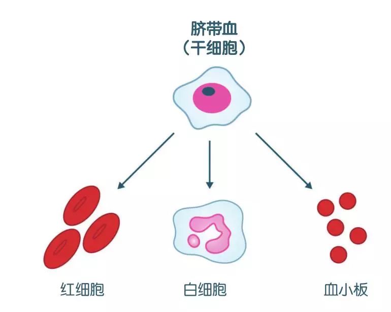 脐带血是否值得花钱保存？