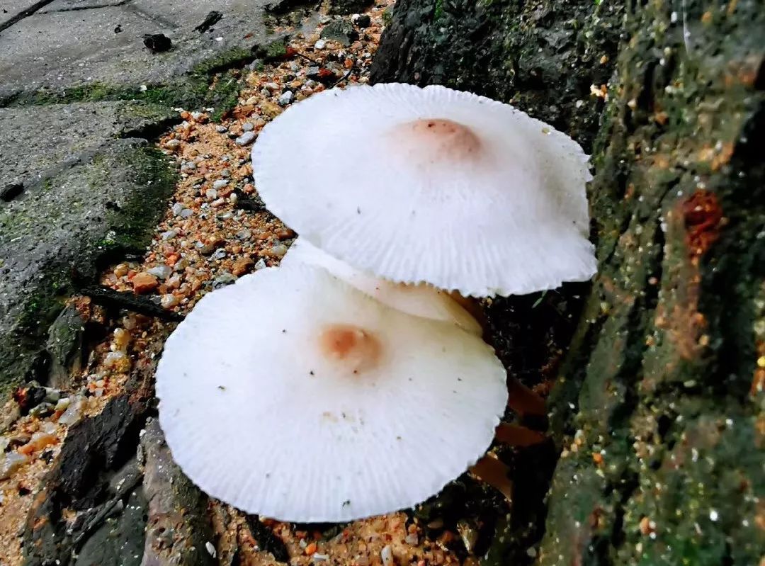 深圳一岁宝宝免费玩的地方,深圳1岁宝宝游玩的地方