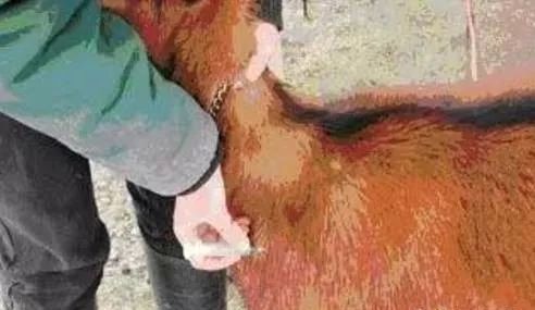给羊打针视频教程快速,羊正确打针在哪儿打