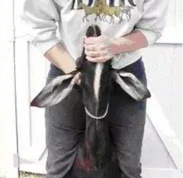 给羊打针视频教程快速,羊正确打针在哪儿打