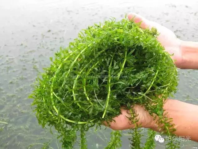 养蟹难吗,养蟹水草