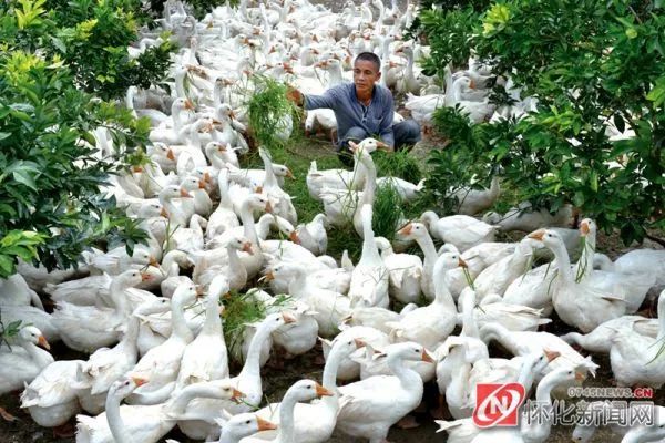 变输血为造血提升脱贫战斗力怀化市大力发展产业扶贫为脱贫攻坚注入源头活水