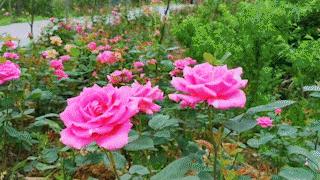 人均不到500元的旅行，说走就走的咸宁！