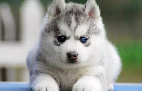 哈士奇饲养指南防拆家必备手册,哈士奇饲养指南