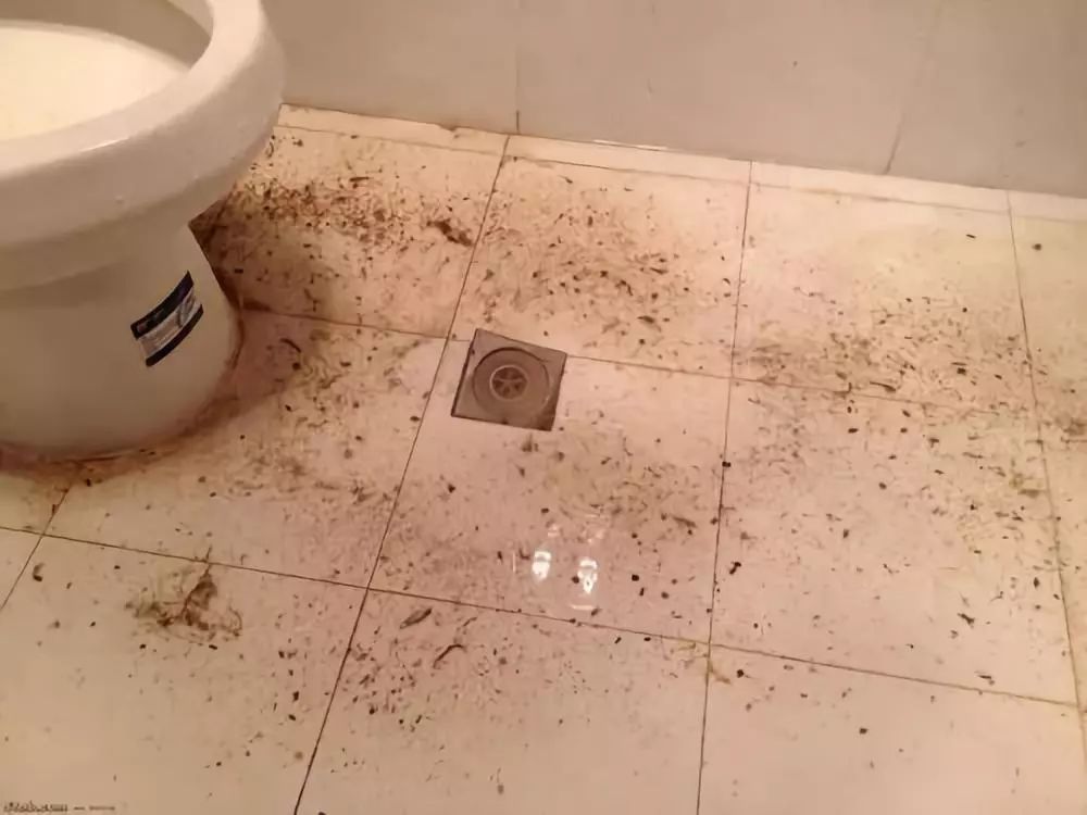 家里有小飞虫和蟑螂,家里装了纱窗还是有小蚊子能进来