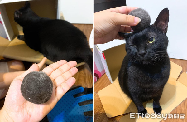 厌世黑猫身上搓出巨无霸仙丹　奴才笑：今年产季不错