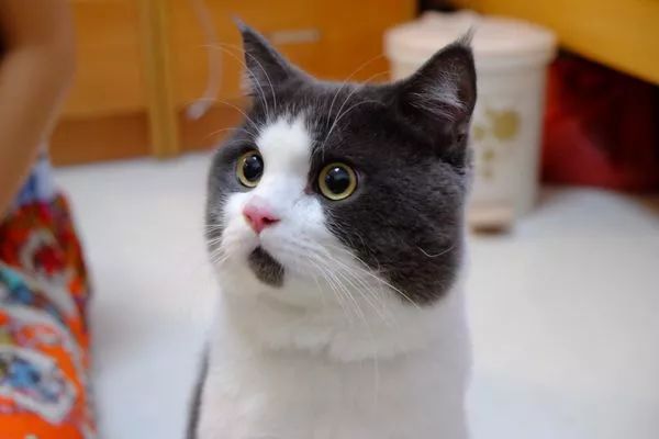 香港人以后杀鱼都要“安乐死”了？否则犯法！？