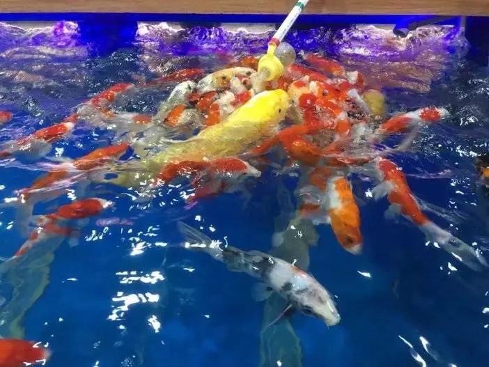 吾悦广场儿童乐园哪块好玩,吾悦广场游乐场儿童乐园19.9元