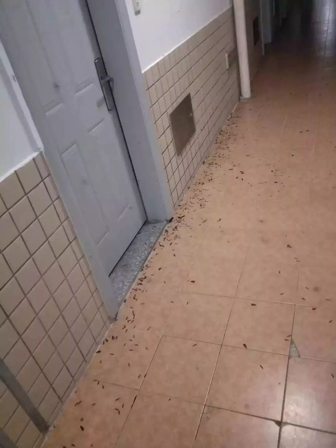 广东下雨后出现的虫子,广东雨后常见的虫子