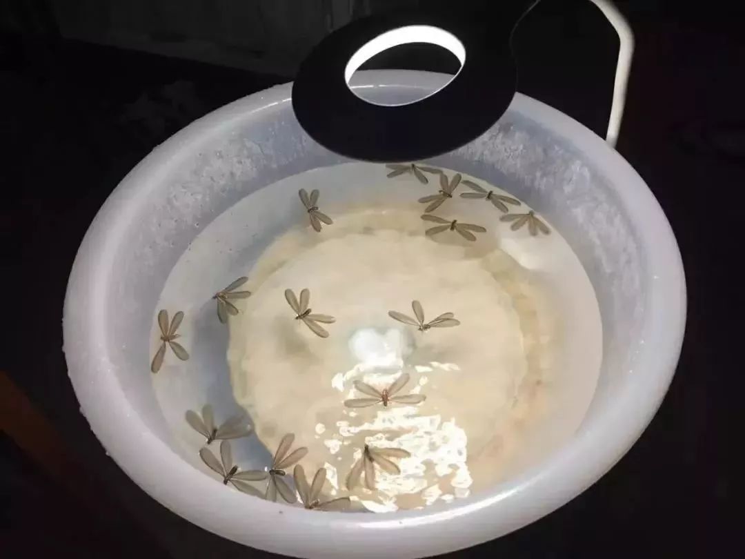 广东下雨后出现的虫子,广东雨后常见的虫子