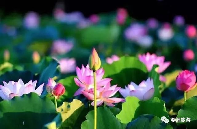 夏天婺源旅游攻略2天1晚,婺源旅游攻略三天两夜自由行