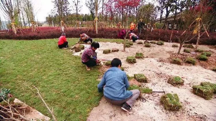 渣滓堆“变”花海，江北的颜值又提升了！